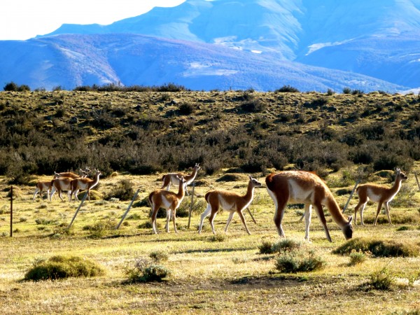 Abundant wildlife at Torres del Paine National Park