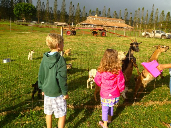 Petting farm at the Lodge at Koele