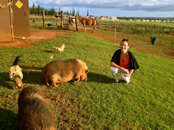 Hanging out with Lola and Henry, Koele's resident pot-bellied pigs
