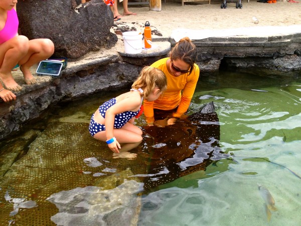 Eagle ray feeding at Four Seasons Hualalai