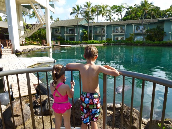 Watching the dolphin feeding at The Kahala