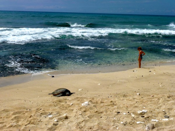 Turtle are a frequent siting on the beach at Four Seasons Hualalai