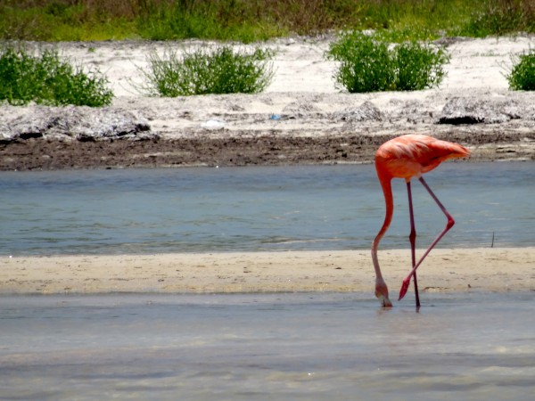 Flamingo on Holbox