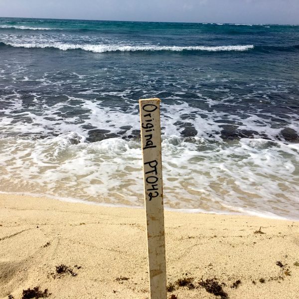 Turtle nesting stake Akumal