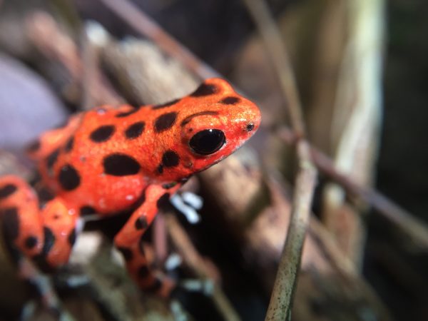 Panama frog