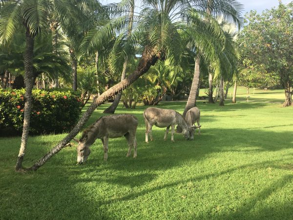 Caneel Bay donkeys