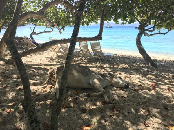 Donkey naptime at Caneel Bay