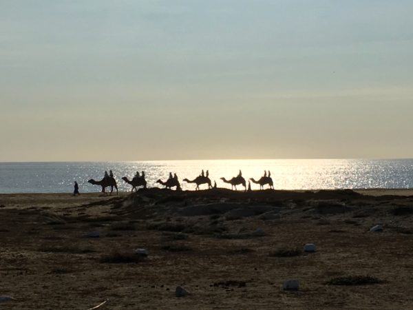 Camel riding in Cabo