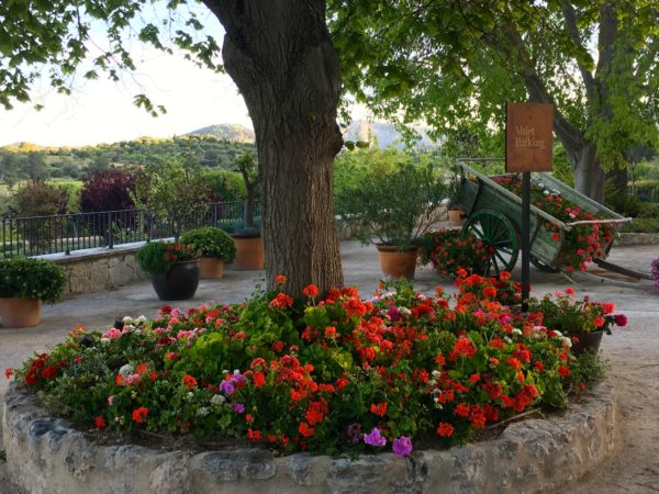 Mallorca, Spain flowers