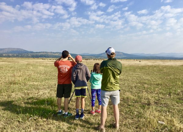 Private guide in Grand Teton National Park showing us bison