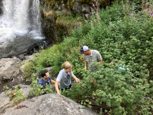 Huckleberry search in Yellowstone National Park