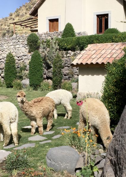Alpacas at Belmond Las Casitas