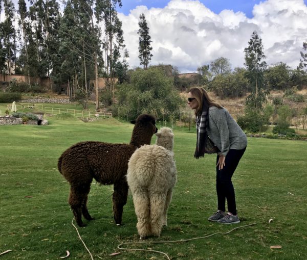 Alpacas at Belmond Rio Sagrado