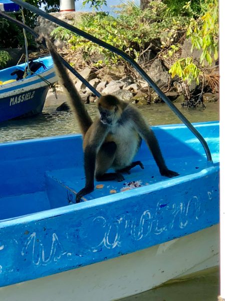 Monkey time in Nicaragua