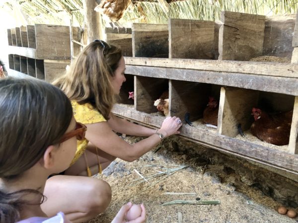 Egg time on the farm at Morgan's Rock