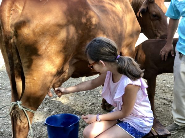 Milking the cows at the farm at Morgan's Rock