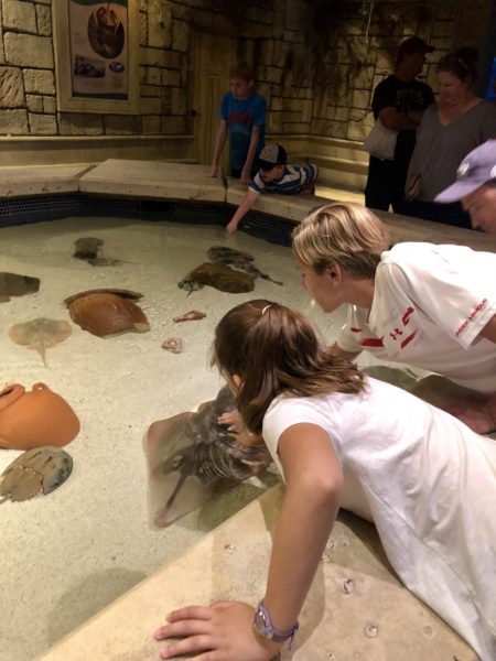 Shark Reef Aquarium at Mandalay Bay