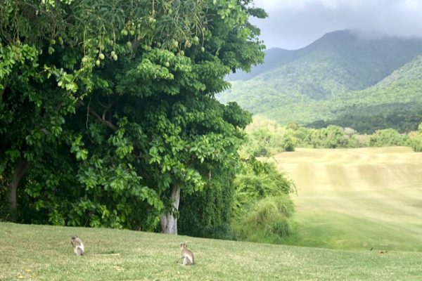 Monkeys at the Four Seasons Nevis