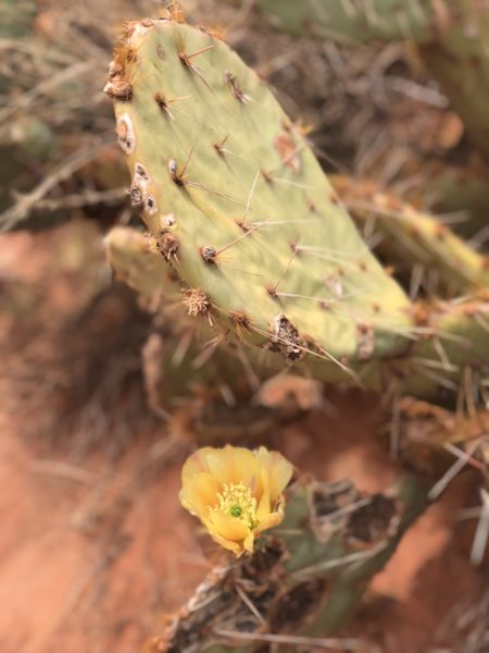 Desert Southwest cactus