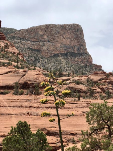 Hiking scenery in Sedona